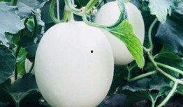 吃瓜大爽,吃瓜大爽背后的娱乐风云