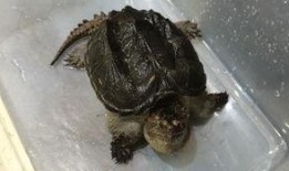 鳄龟吃瓜吗,揭秘它们是否吃瓜